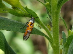 Neoheliodines nyctaginella