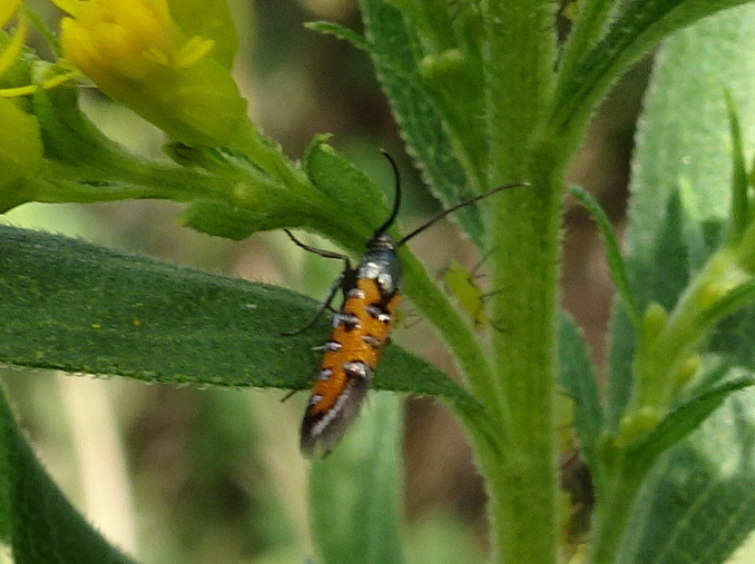Neoheliodines nyctaginella