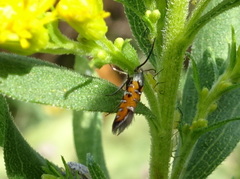 Neoheliodines nyctaginella