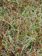 Cyperus bipartitus