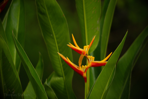 Heliconia × nickeriensis