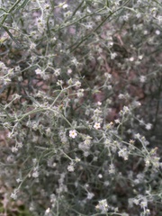 Johnstonella racemosa