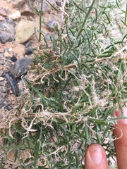 Johnstonella racemosa