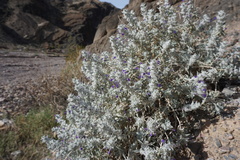 Salvia funerea