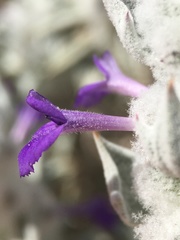 Salvia funerea