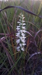 Spiranthes magnicamporum