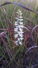 Spiranthes magnicamporum