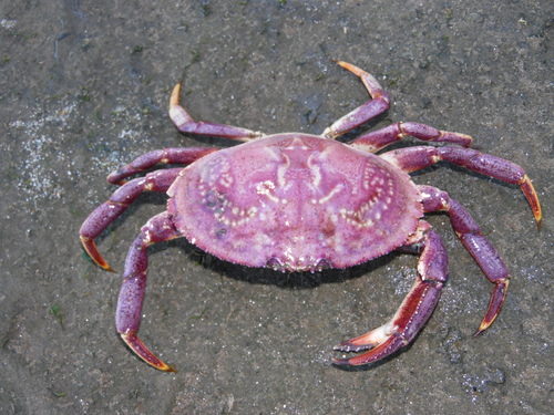 Cancer plebejus Poeppig, 1836