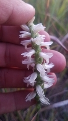 Spiranthes magnicamporum