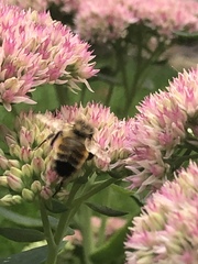 Bombus