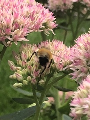 Bombus