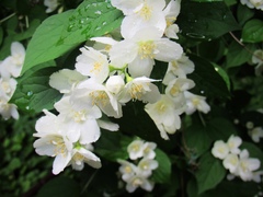 Philadelphus coronarius