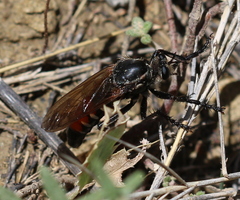 Dasypogon