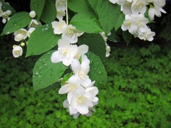 Philadelphus coronarius
