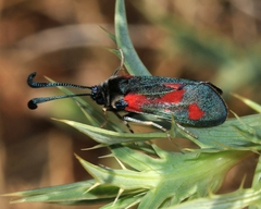 Zygaena sarpedon