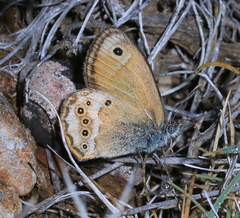 Coenonympha dorus
