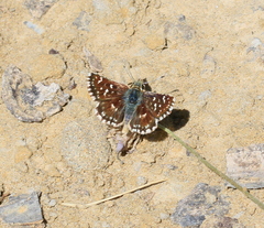 Spialia