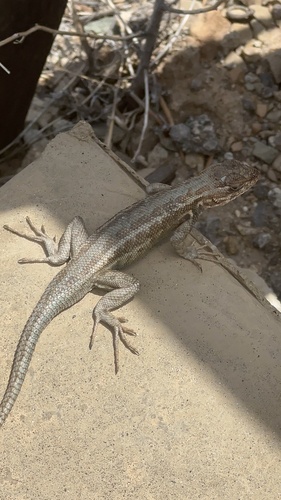 iNaturalist observation photo of Common Sagebrush Lizard