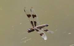 Libellula forensis × pulchella