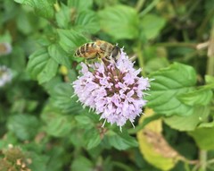 Eristalis cerealis