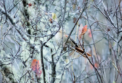 Cranioleuca albicapilla