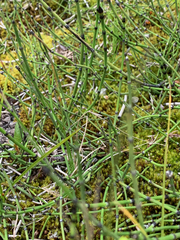 Equisetum variegatum