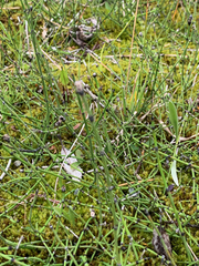 Equisetum variegatum