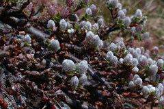 Salix uva-ursi