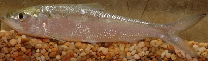Shad (Freshwater fish of scotland) · iNaturalist