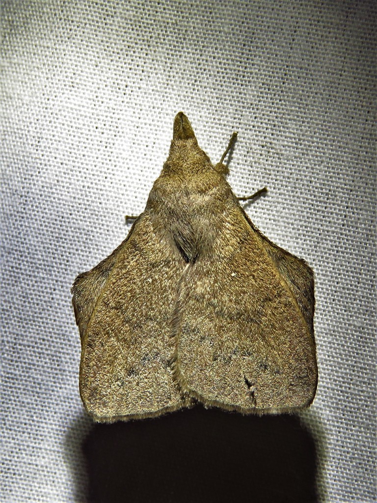 Leipoxais humfreyi