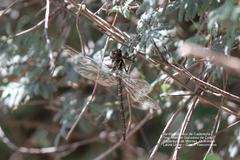 Rhionaeschna psilus