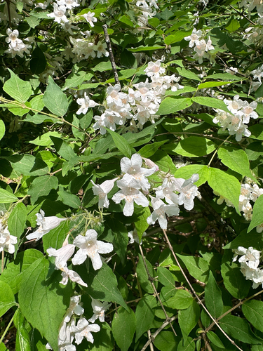 Beauty Bush (Kolkwitzia amabilis)