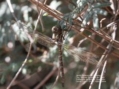 Rhionaeschna psilus