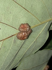 Andricus nigricens