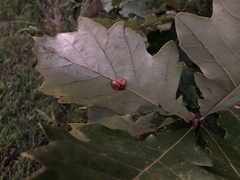 Andricus nigricens