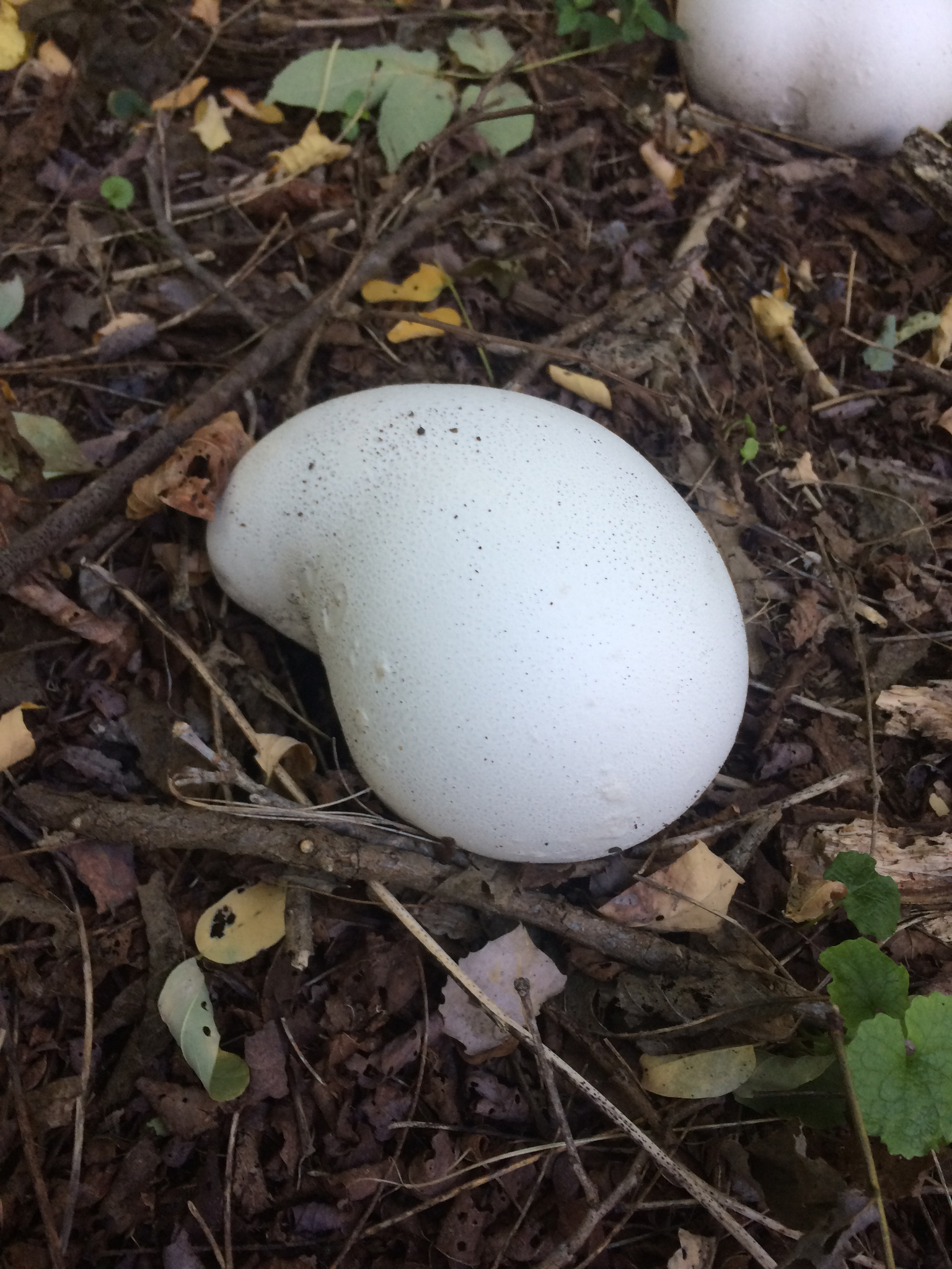 Calvatia gigantea image