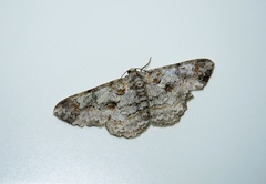 Lepidoptera