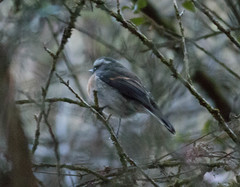 Ochthoeca rufipectoralis