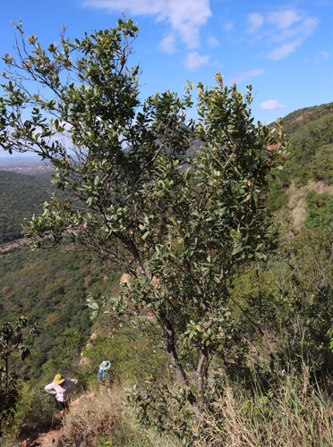 Rock Bushwillow (Combretum moggii)