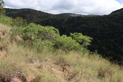 Pseudolachnostylis maprouneifolia, photograph (c) Tony Rebelo, some rights reserved (CC BY-SA)