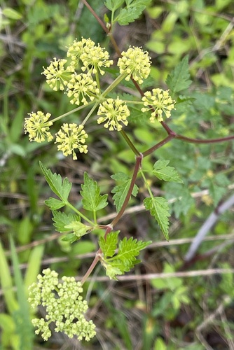 Chapman's meadow-parsnip (Thaspium chapmanii)