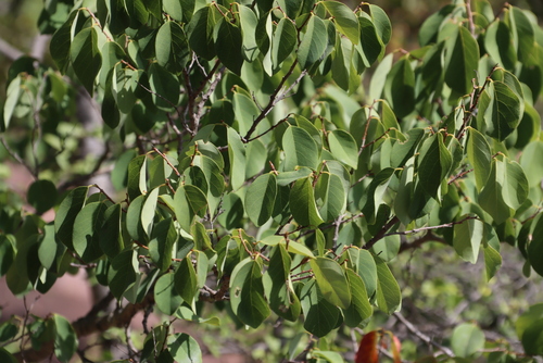 Pseudolachnostylis maprouneifolia, photograph 5