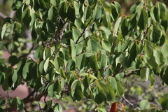 (c) Tony Rebelo, some rights reserved (CC BY-SA) Pseudolachnostylis maprouneifolia, photograph (c) Tony Rebelo, some rights reserved (CC BY-SA)