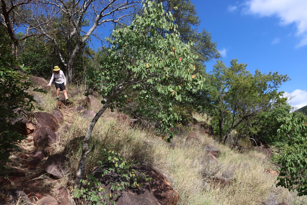 Pseudolachnostylis maprouneifolia; photograph (c) Tony Rebelo, some rights reserved (CC BY-SA)