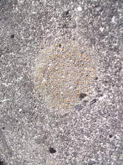 Protoblastenia rupestris