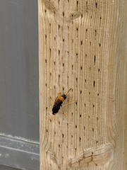 Urocerus flavicornis