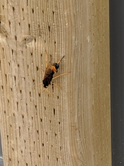 Urocerus flavicornis