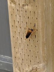 Urocerus flavicornis