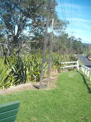 Protoblastenia rupestris