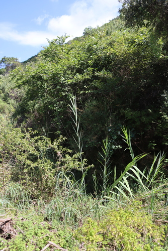 African Reed (Phragmites mauritianus)